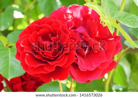 Two beautiful red roses closeup