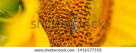 A bee pollinates A young sunflower close-up on a summer field