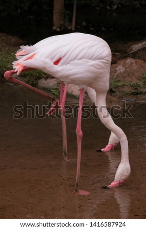 pink Flamingo birds in nature, flock of bird