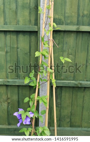 'Clematis Montana' growing up bamboo canes in an English garden. Flowering plant 'Clematis Montana' growing up bamboo canes in an English garden.