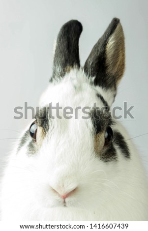 white rabbit with black spots close up