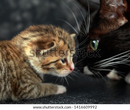 black mum cat with little tabby kitten.