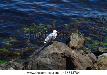 The seagull stands on a stone against the background of the clear sea