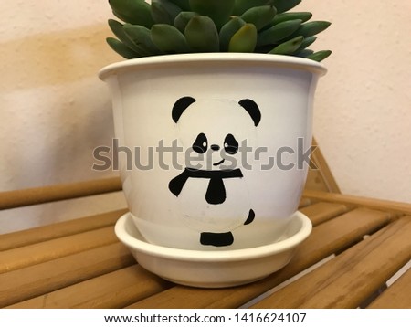 green flower sukulent in a white pot with a picture of a panda and a white bowl