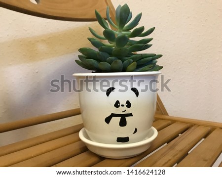green flower sukulent in a white pot with a picture of a panda and a white bowl