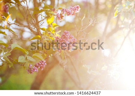 Purple lilac blossoms blooming in springtime with beautiful bokeh