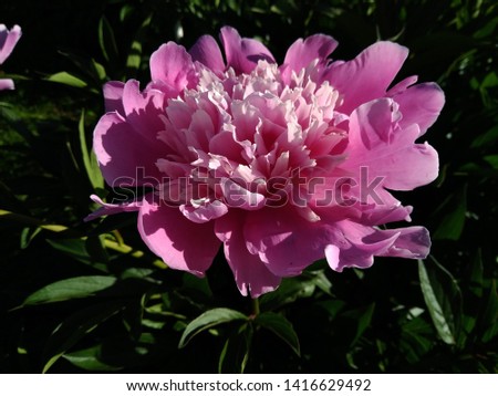 Beautiful unusual chic pink peonies, summer flowers, delicate plants