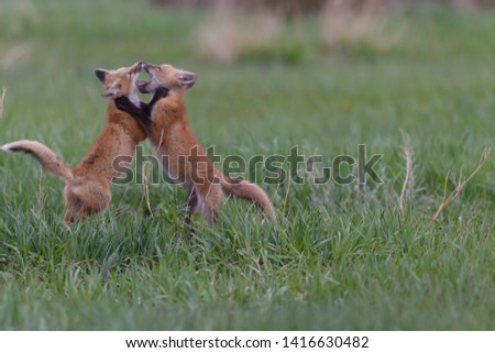 Fox kits Playing and Play fighting while mama fox is away