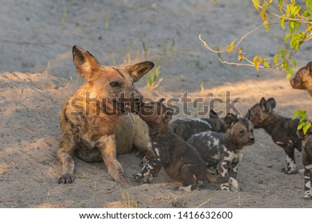 a family of wild dogs/ painted dogs in okavango delta in botswana, puppies, mother and father