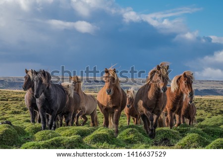 Brown horses in an Icelandic, green pasture with storm clouds and blue sky above. Royalty-Free Stock Photo #1416637529