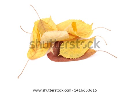 Collection group beautiful colorful autumn cherry leaves isolated on white background