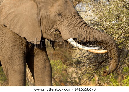 African Elephant (Loxodonta africana)-Male, eating, Kruger National Park, South Africa.