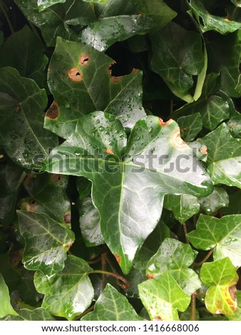 a background of lovely deep green ivy leaves