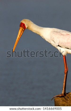 Yellowbilled Stork (Mycteria ibis), in the Sunset Dam, Kruger National Park, South Africa.