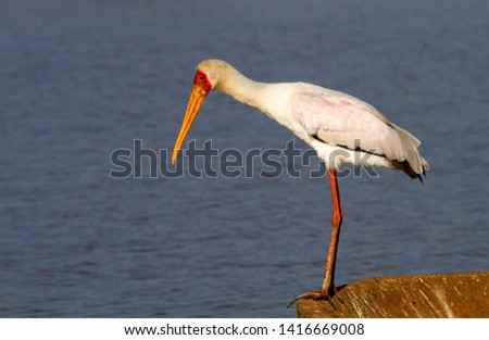 Yellowbilled Stork (Mycteria ibis), in the Sunset Dam, Kruger National Park, South Africa.