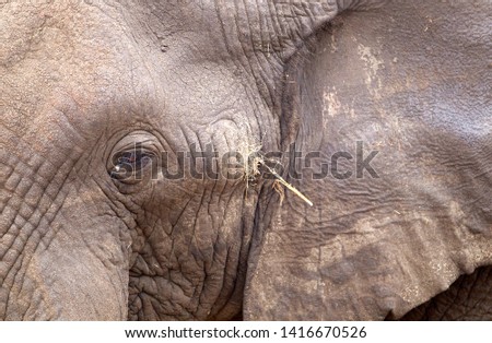 African Elephant eye (Loxodonta africana),  Kruger National Park, South Africa.