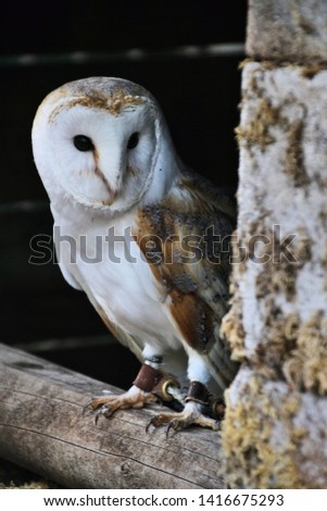 A picture of a Barn Owl