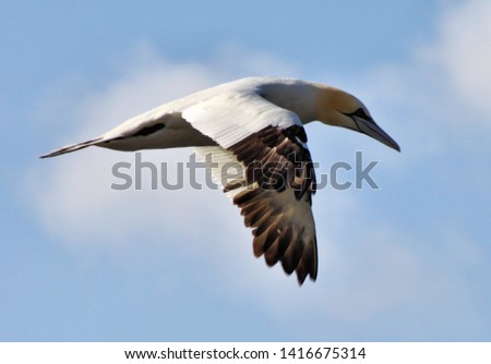 A picture of a Gannet flying over Bass Rock in Scotland