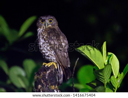 Owl at night on a trunk