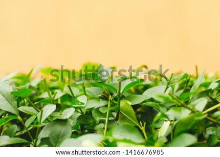 Fresh green branches with small pointy leaves in front of a bright orange background with copy space – Beautiful spring greenery with fine details on a sunny day