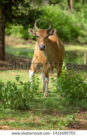 Bos javanicus, cow, Banteng, red bull, southeast Asia wild life animal in Thailand forest. Mature in forest animal
