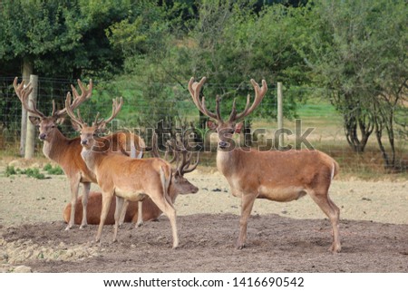 Herd Deer Stags with Antlers Royalty-Free Stock Photo #1416690542