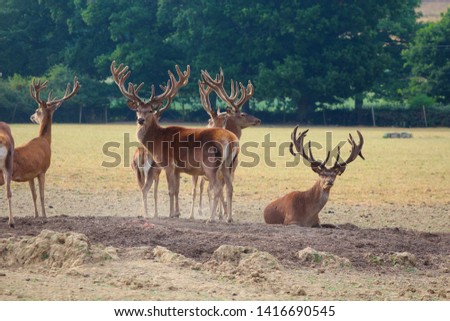 Herd Deer Stags with Antlers Royalty-Free Stock Photo #1416690545