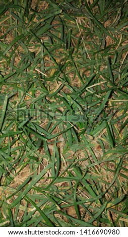  Macro picture of grass in Turkey