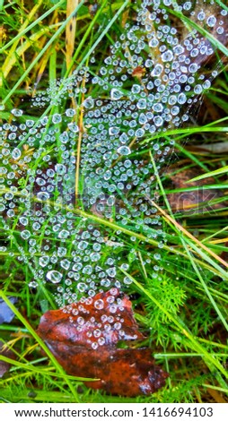 Dew drops on the web, autumn leaves and wet green and yellow grass close up, at beautiful autumn morning in the forest.