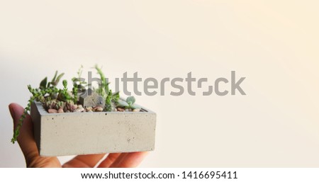 Banner of mini garden of succulents and cacti in a concrete pot in hand. Handmade concrete pot gray cement for small seedlings as a gift on wall background. Interior decoration in the style of a loft.