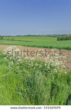 a field - suitable as a nature agricultural background