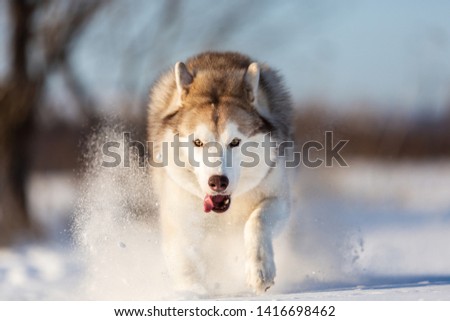 Crazy, happy and beautiful beige and white dog breed siberian husky with tonque out jumping and running fast on the snow in the winter field. husky dog has fun on sunny day