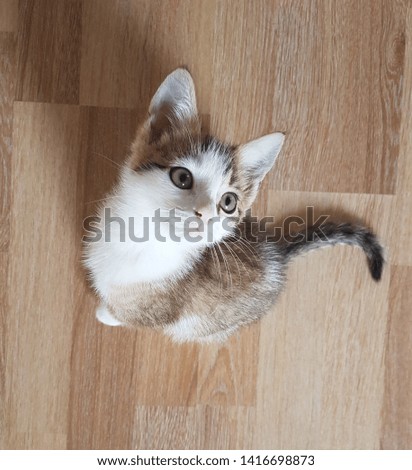 little baby cat photography