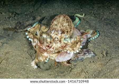 Coconut octopus and veined octopus, Amphioctopus marginatus is a medium-sized cephalopod belonging to the genus Amphioctopus
