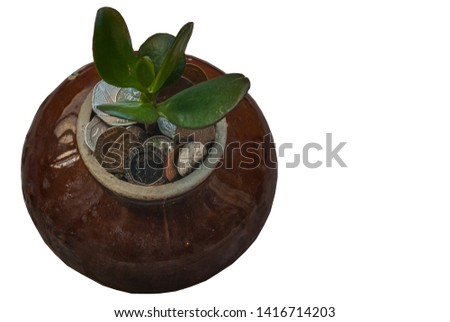 A coins with tree Sprout growing on flowerpot with sunset light in saving money concept, isolated on white background.