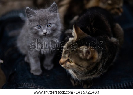 An image of domestic cat resting outdoor