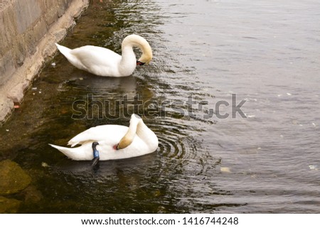 	
 white swans on the lake	
