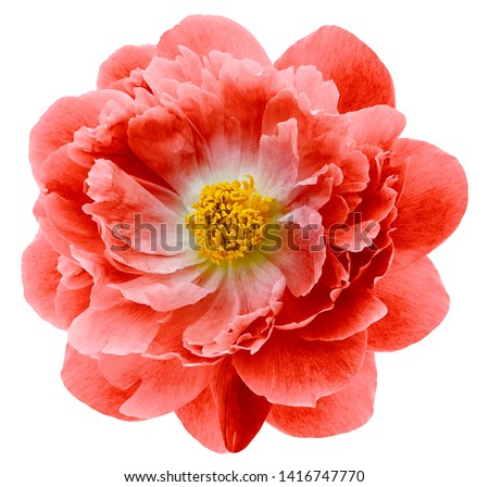 red peony flower isolated on a white  background with clipping path  no shadows. Closeup.  Nature.