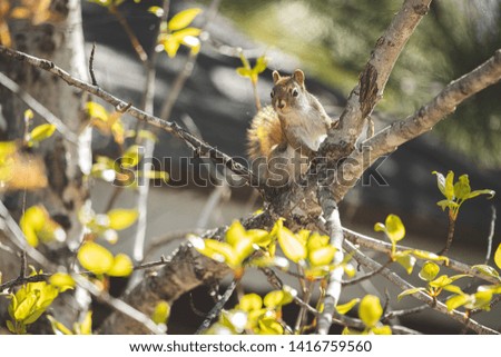 Northern Red Squirrel Perched On A Tree