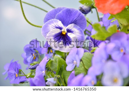 Beautiful purple pansy flower with selective focus and blurred pansies and orange poppy flowers. Colorful summer flowerbeds with violet pansy and orange poppy. Bouquet of bright spring flowers 
