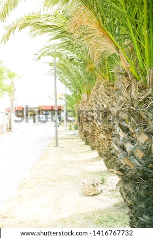 View of palm tree, stem and branches leaves in the street . Phoenix canariensis