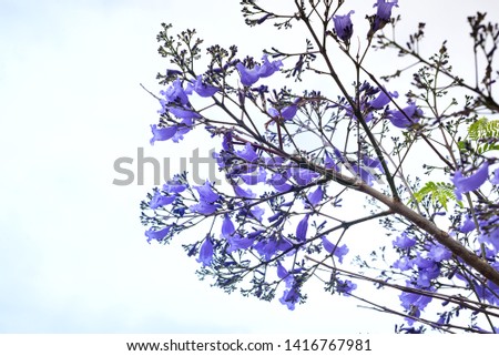 beautiful blooming purple Jacaranda tree on sky background