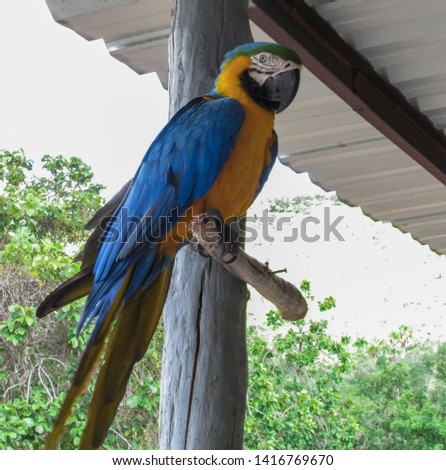 View of an endangered animal called Arara Azul in Natividade, Tocantins, Brazil - Image