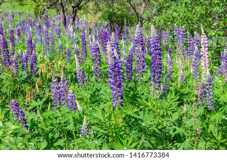 blooming lupine on the lawn on a sunny day in the garden, bright flowering plant
