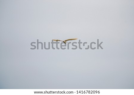 Egret on the fly in Danube Delta