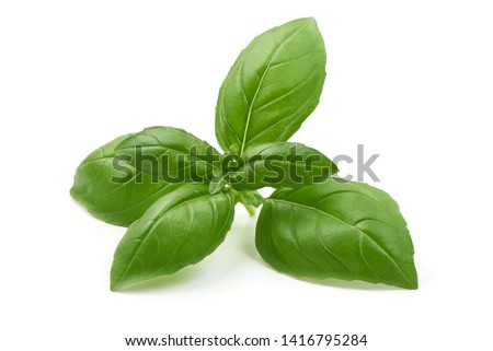 Fresh organic basil leaves, close-up, isolated on white background. Royalty-Free Stock Photo #1416795284