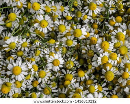 Summer floral white chamomile background.
