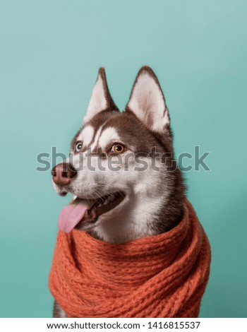 Adorable Siberian Husky dog with warm orange scarf on turquoise background
