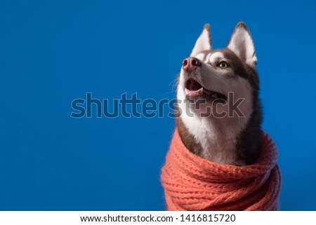 Adorable Siberian Husky dog with warm orange scarf on blue background. Dog looks left