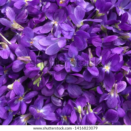 A close up of a basket of wild violets Royalty-Free Stock Photo #1416823079